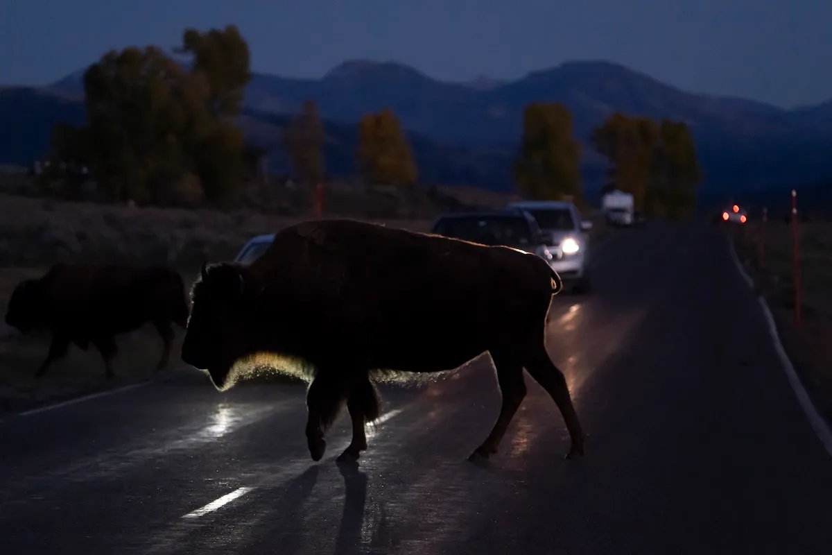bison truck yellowstone