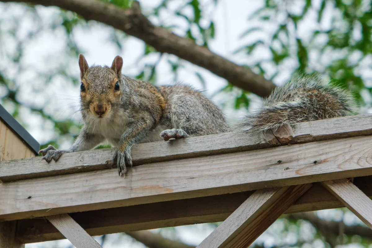 squirrel church