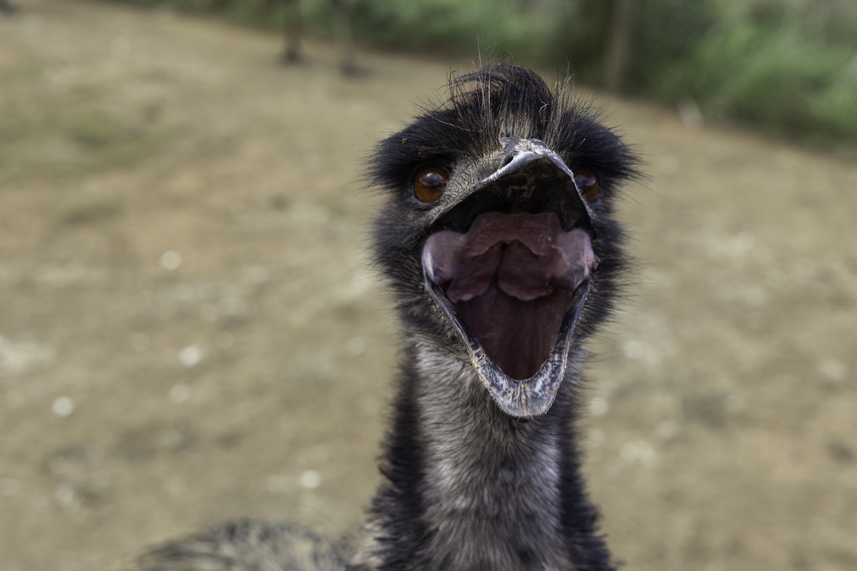 emu traffic