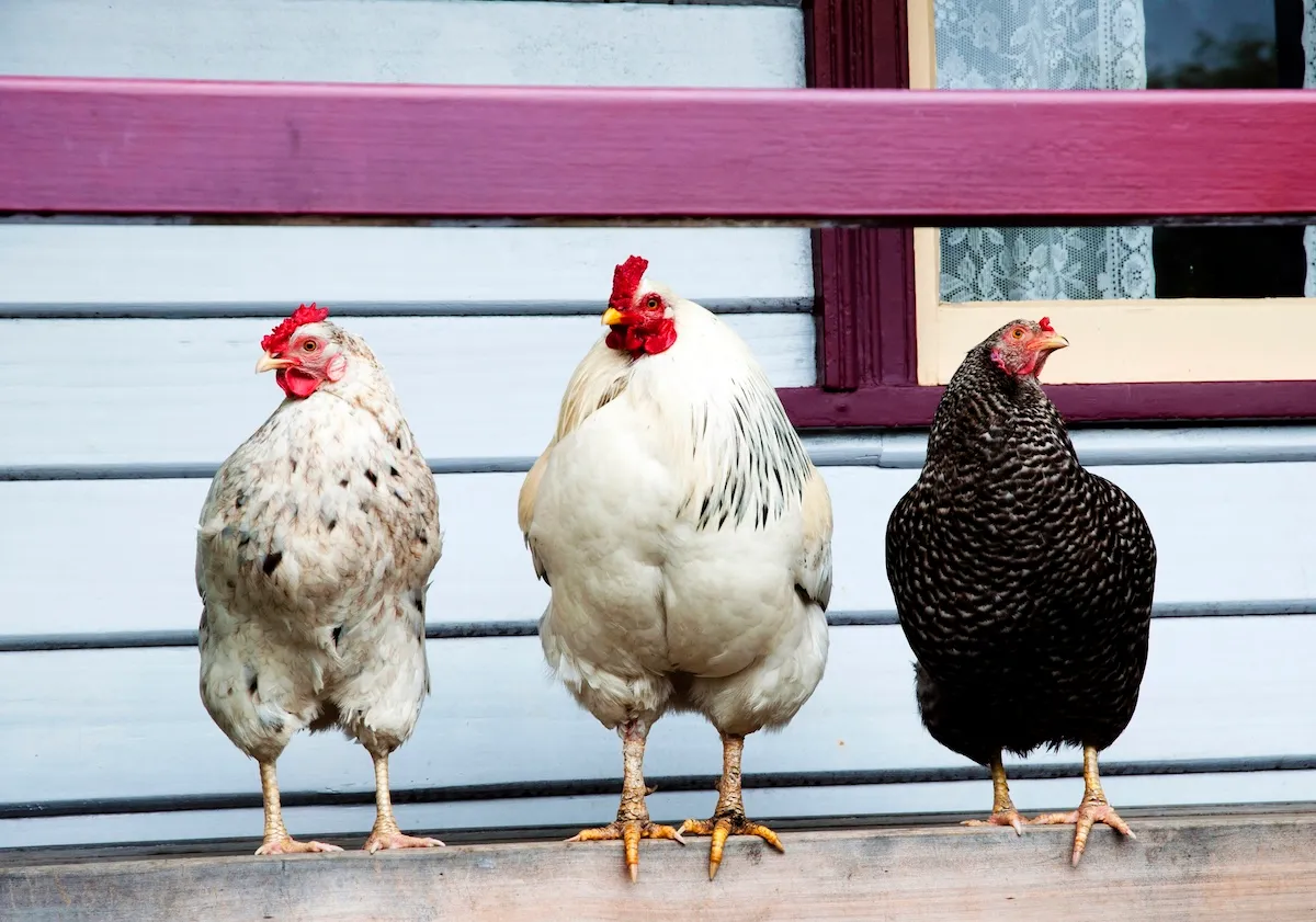 chickens slide porch