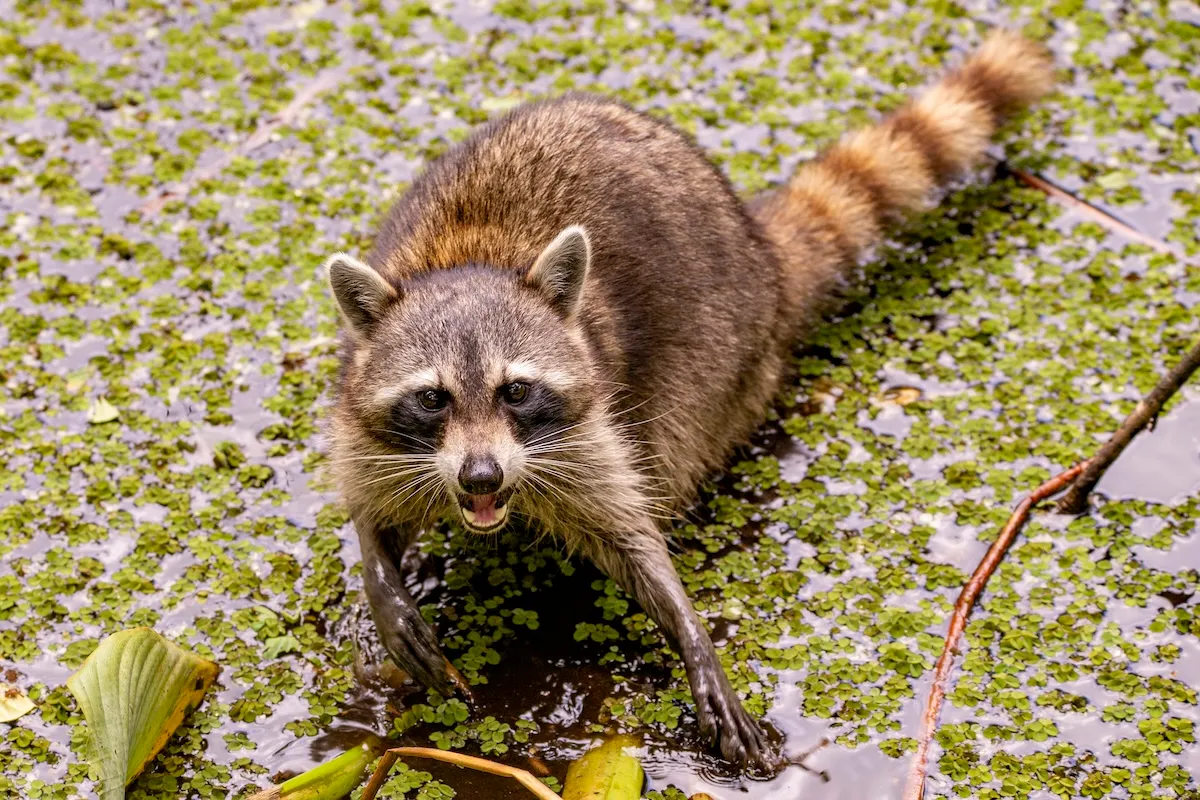 raccoon deer