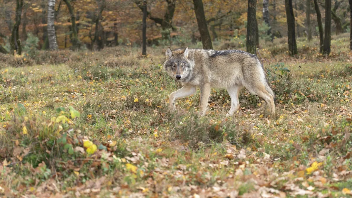 jogger wolves denmark