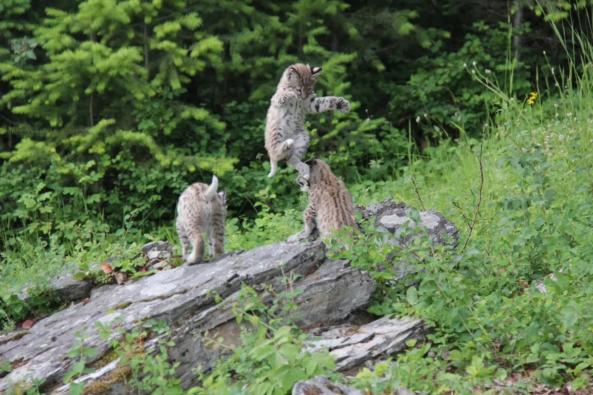 bobcats wrestle