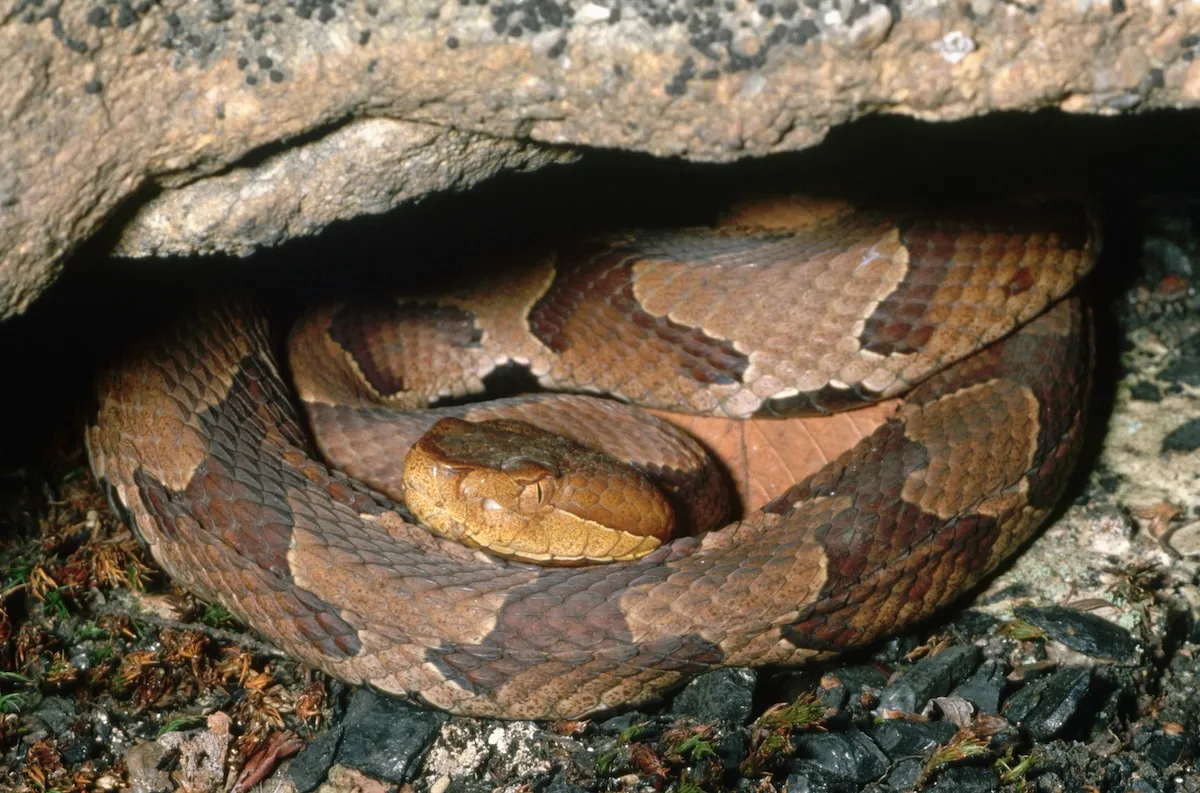 can you find the copperhead snake
