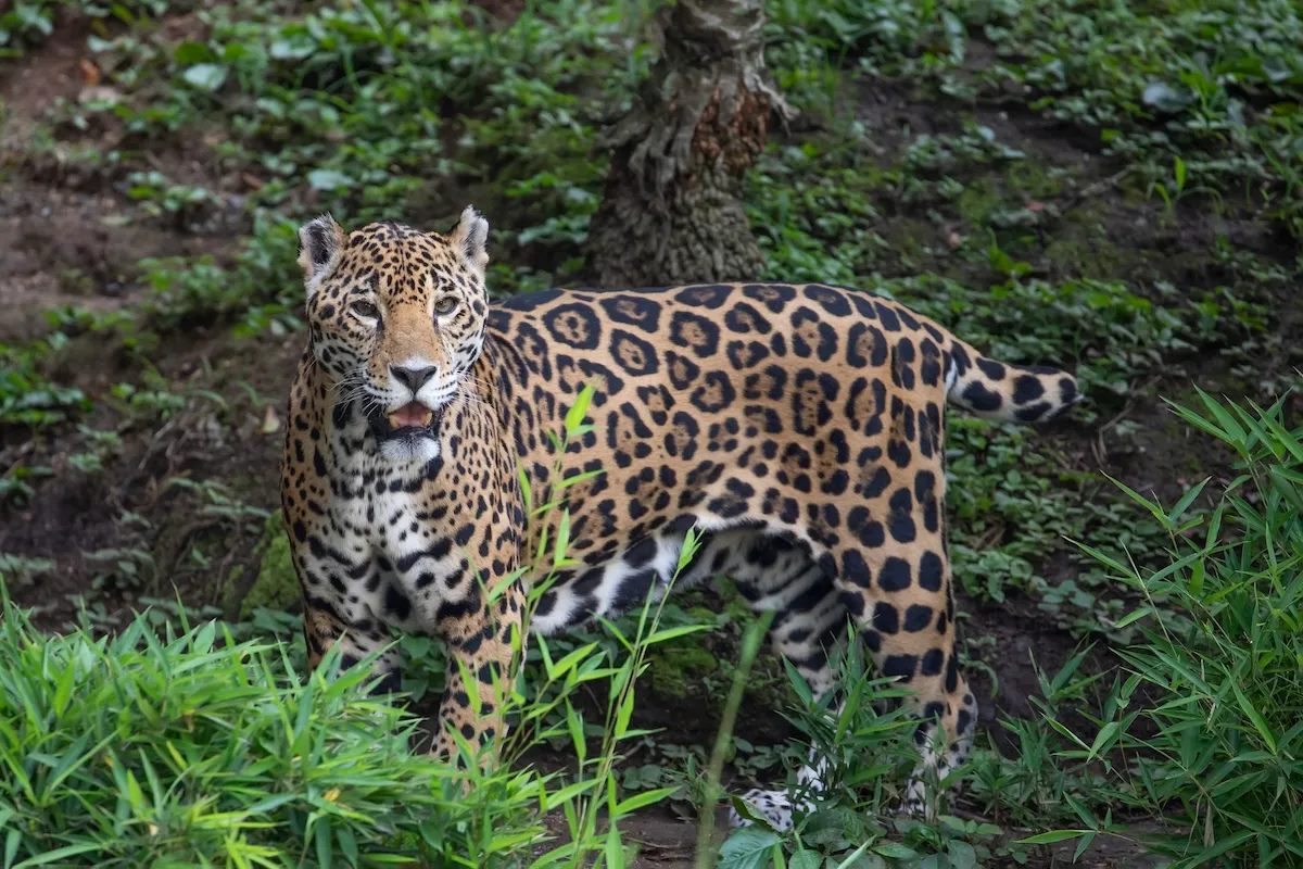 Jaguar close