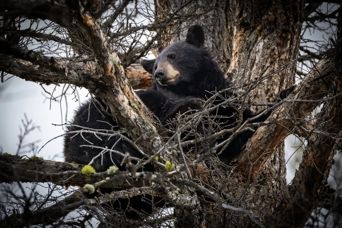 Lumberjack Comes Across Unexpected Bear High up in Tree