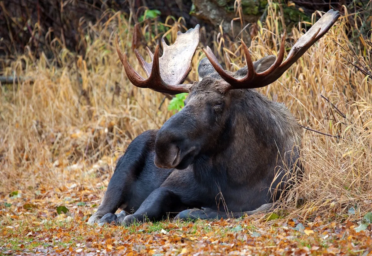 ‘Great Spot to Take a Rest’: Moose Takes Roadside Rest in Jasper