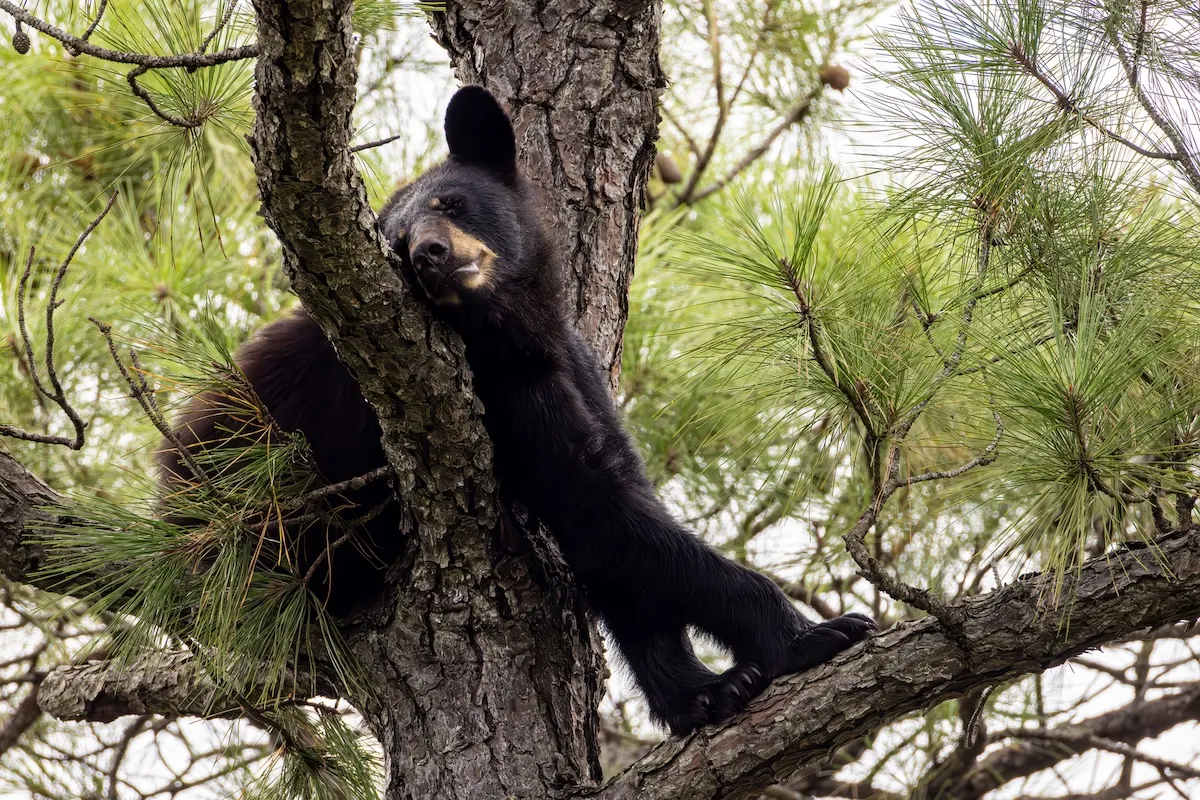 Bear Family Breaks Into California Home, Raids Guinea Pig Food