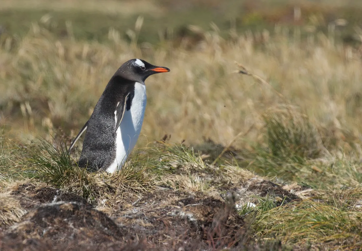 First Time in a Century: Scientists Identify New Penguin Species