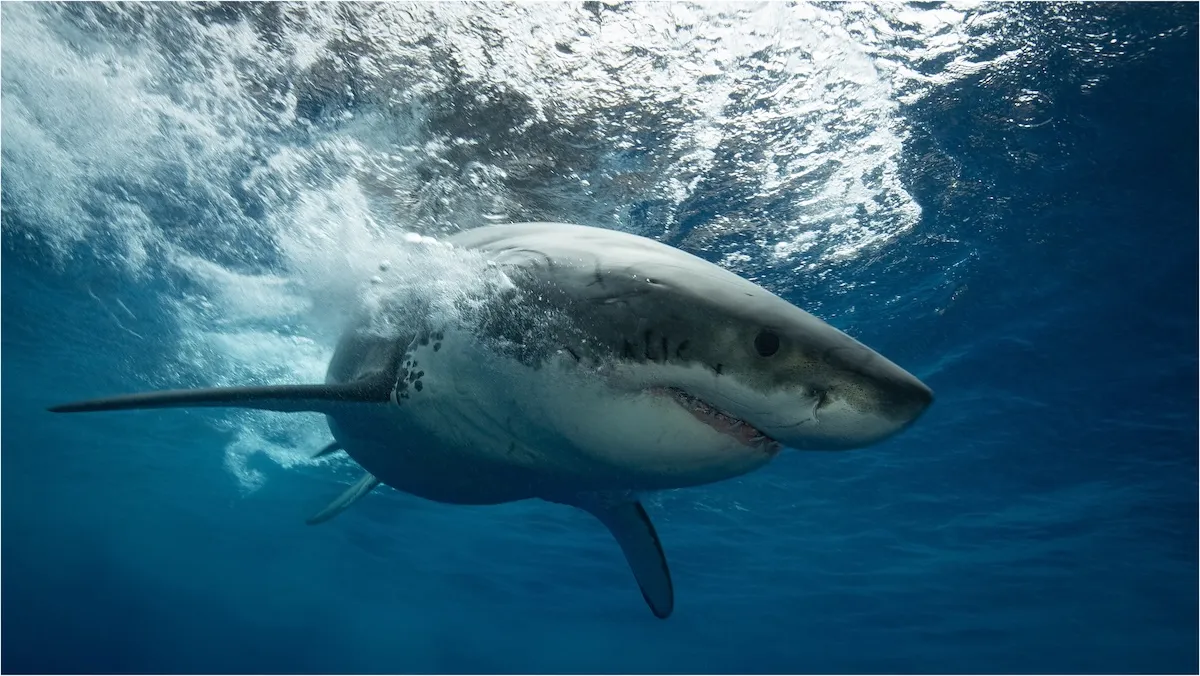 Great White Shark Filmed Snatching Fish From Fishing Line
