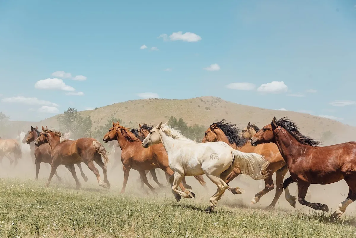 WATCH: Horse Herd Adds Magic to Wyoming Photo Shoot