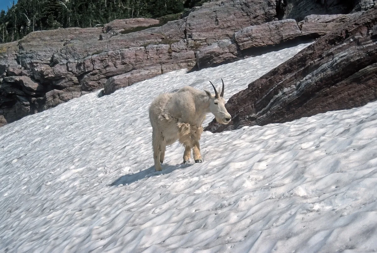 Mountain Goat Passes Hiker on Icy Slope in Glacier National Park