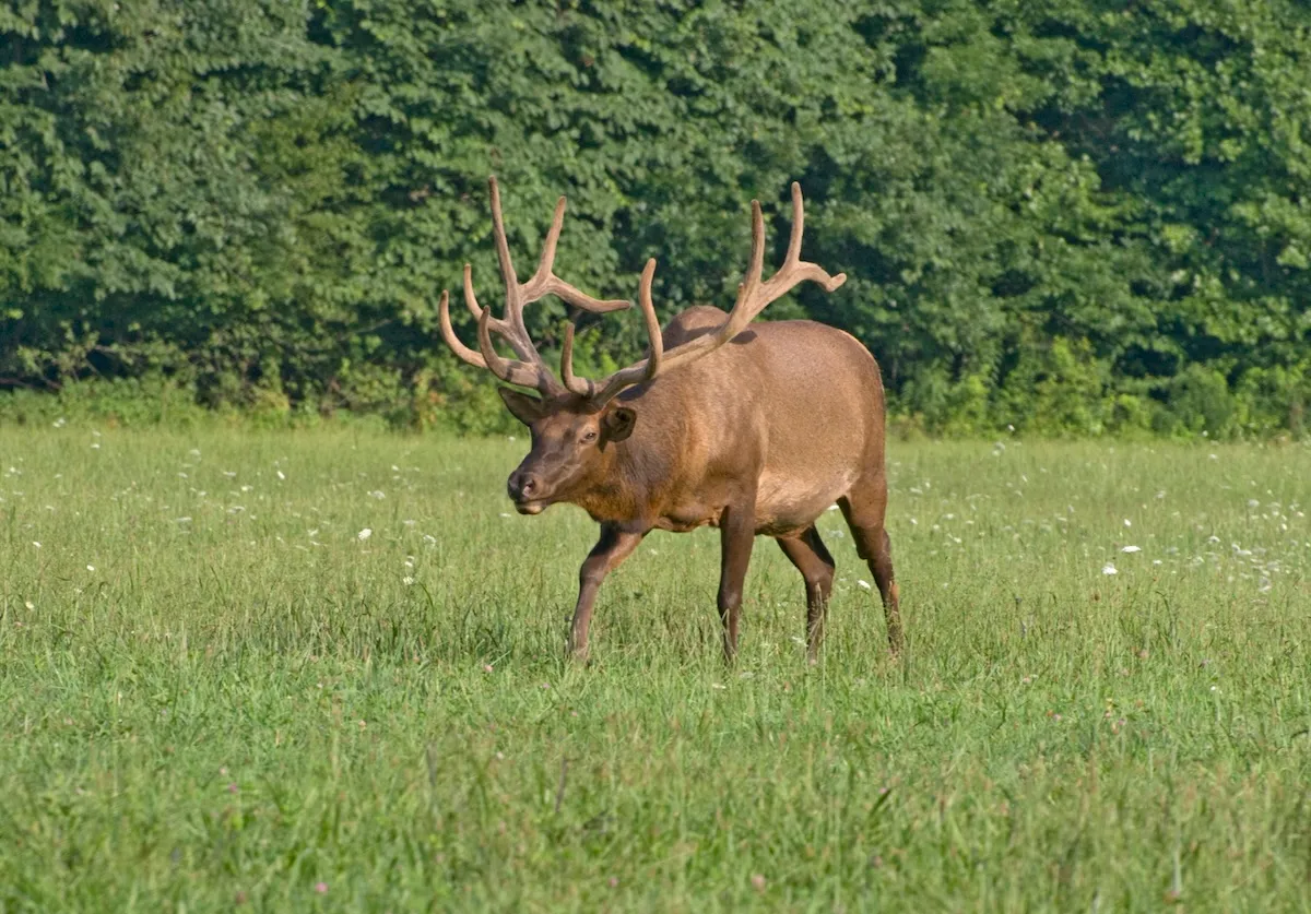 Bull Elk Charges People Who Ignore Locals’ Warning (Video)