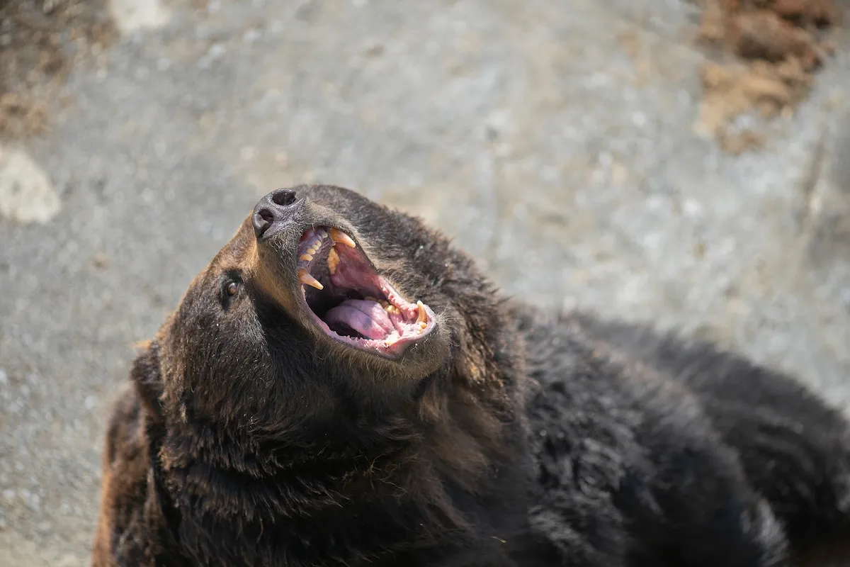 WATCH: Mama Bear Tackles Police Vehicle in Japan