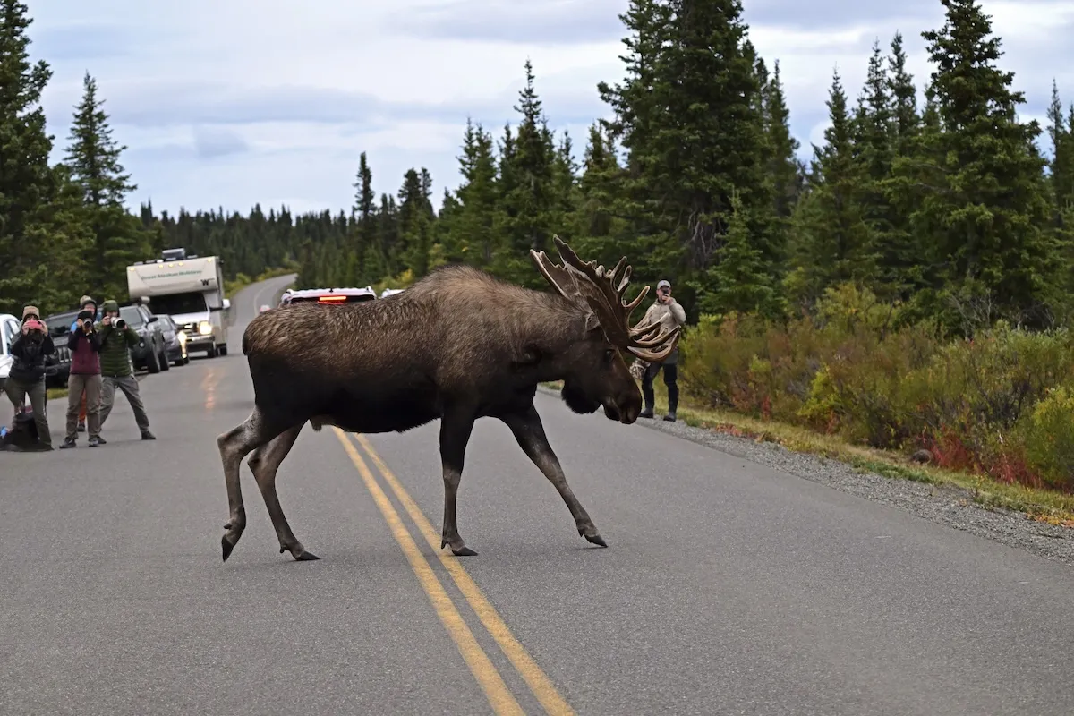 Moose Gets Stuck in a Skatepark in Montana (Video)