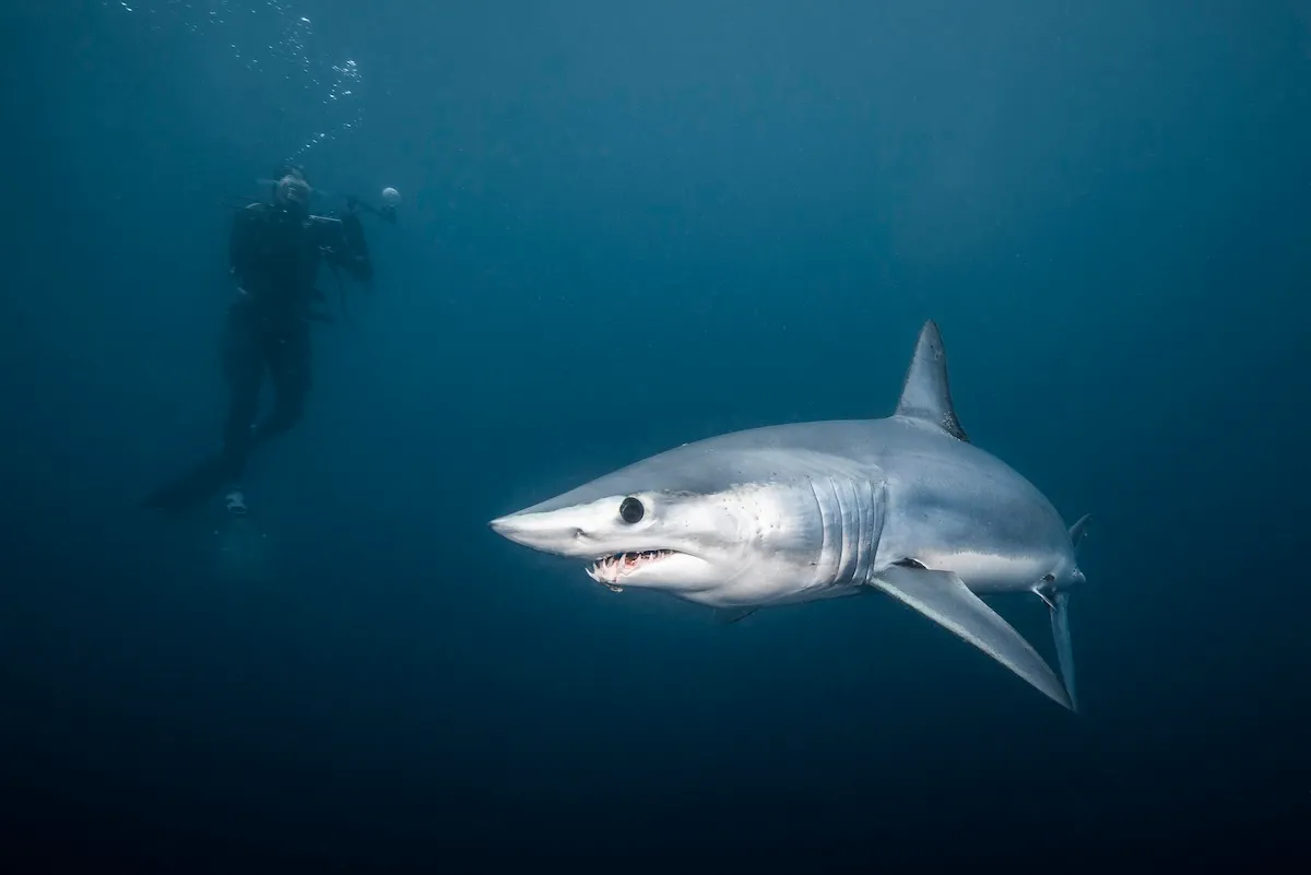 Kayak Fisherman Bitten by Mako Shark off California Coast