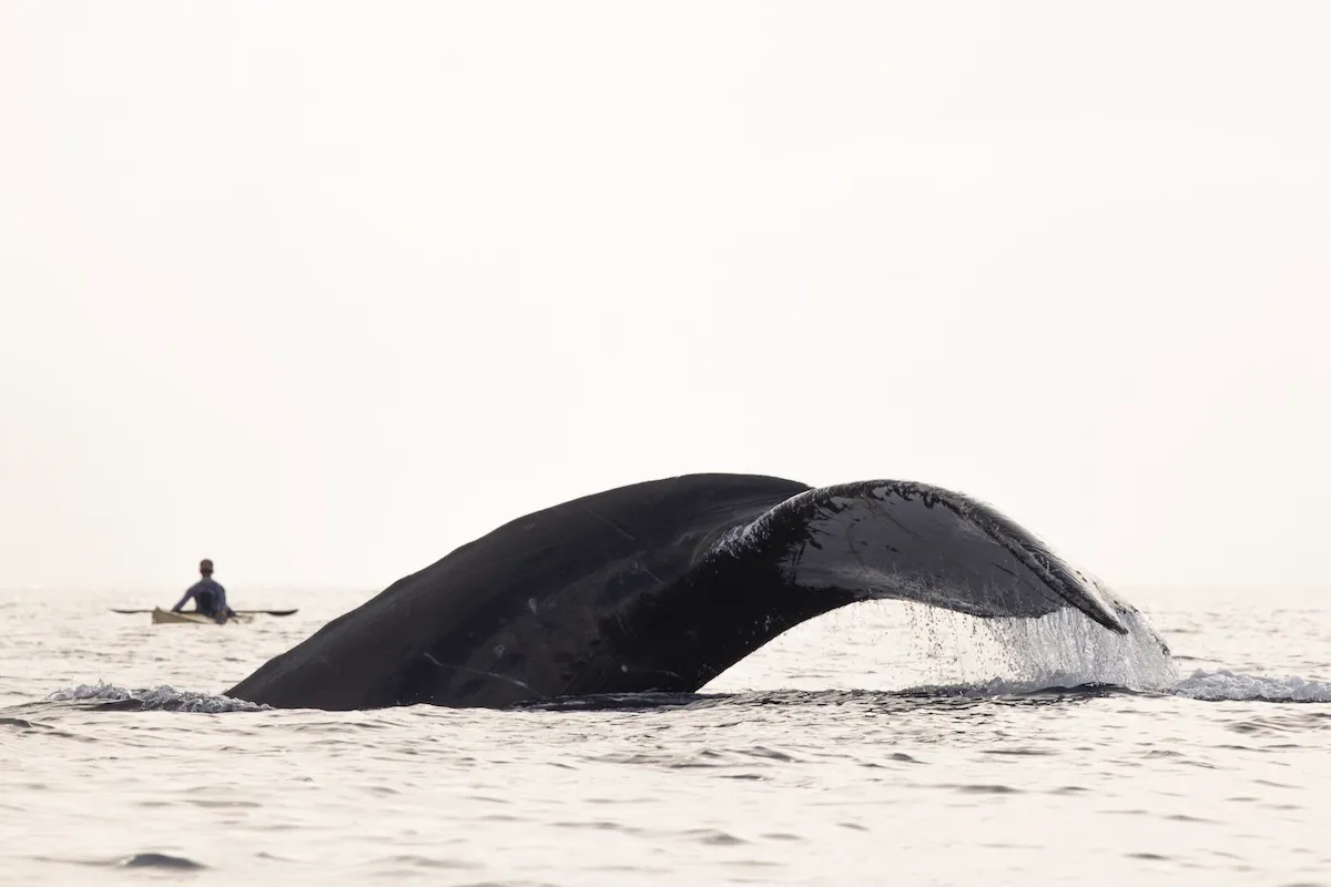 WATCH: Whale ‘Sneak Attack’ on Kayaker