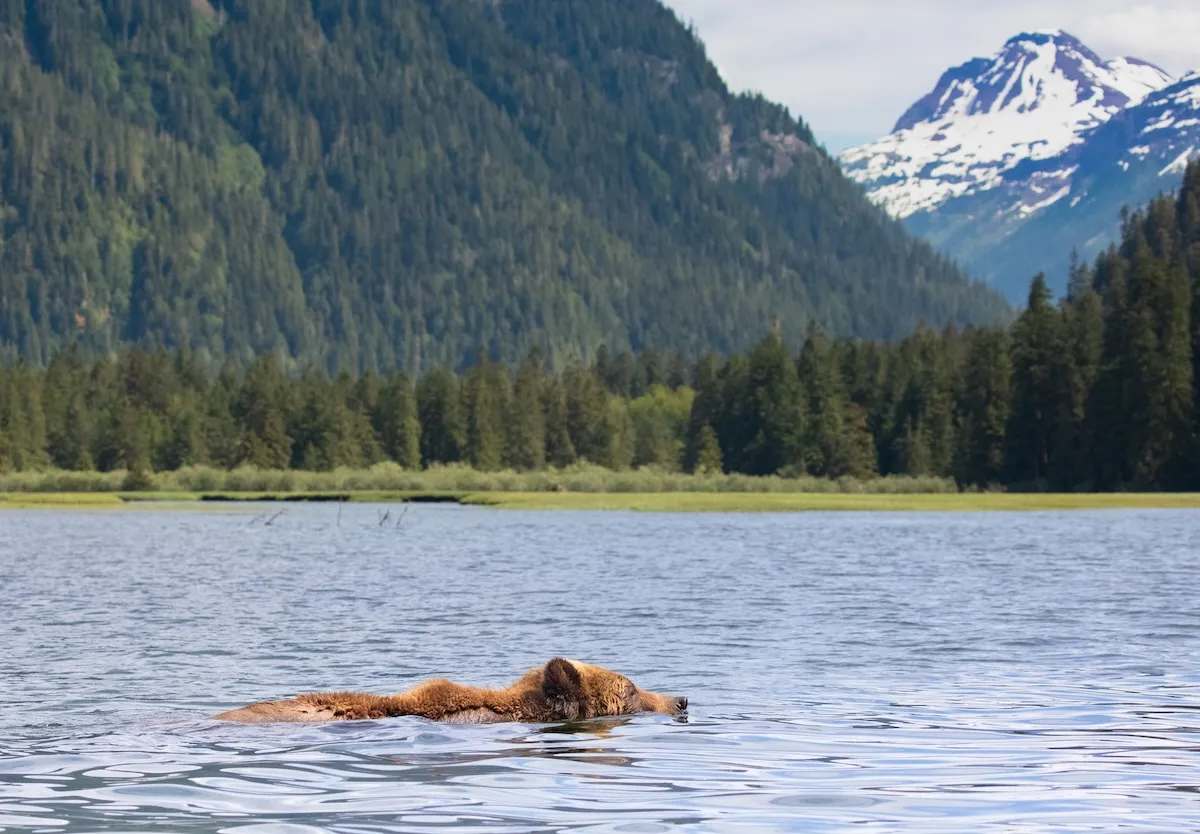 WATCH: Grizzly Bears Take a Dip in Montana’s Polson Bay