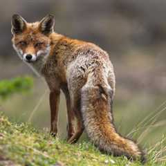 Fox Begs for Treats on New Mexico Golf Course (Video)
