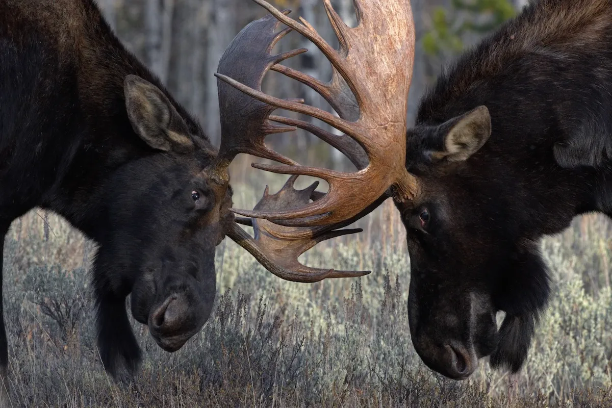 Two Massive Moose Have Intense Battle on Back Porch