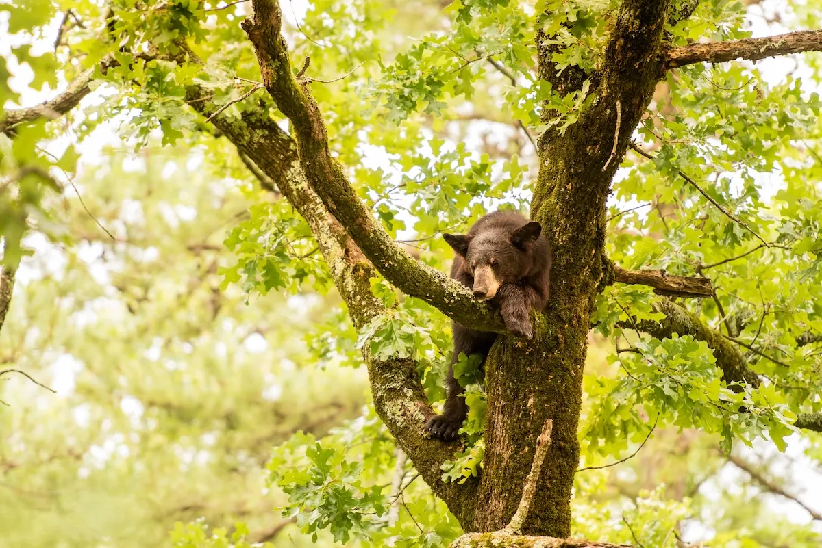 WATCH: Big Bear Balances Precariously on Small Branch