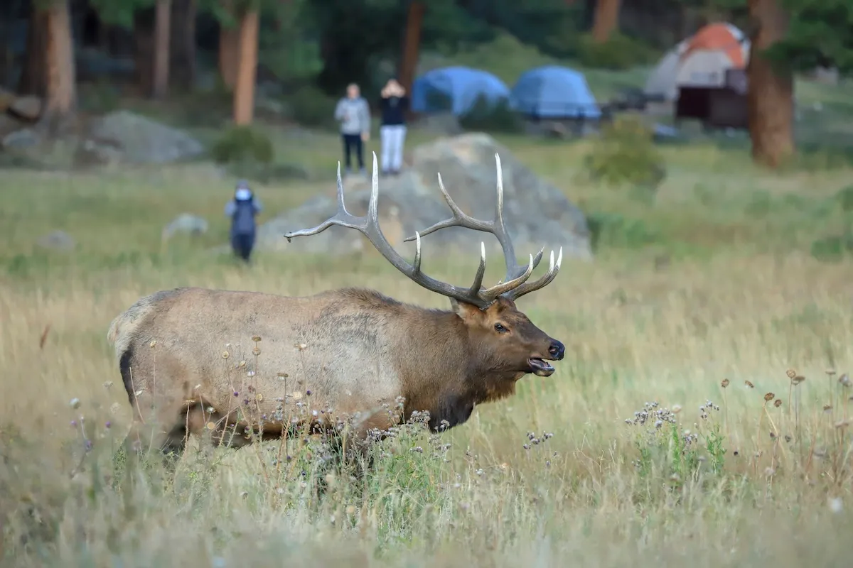 WATCH: Elk Rips up Tent in Rocky Mountain National Park