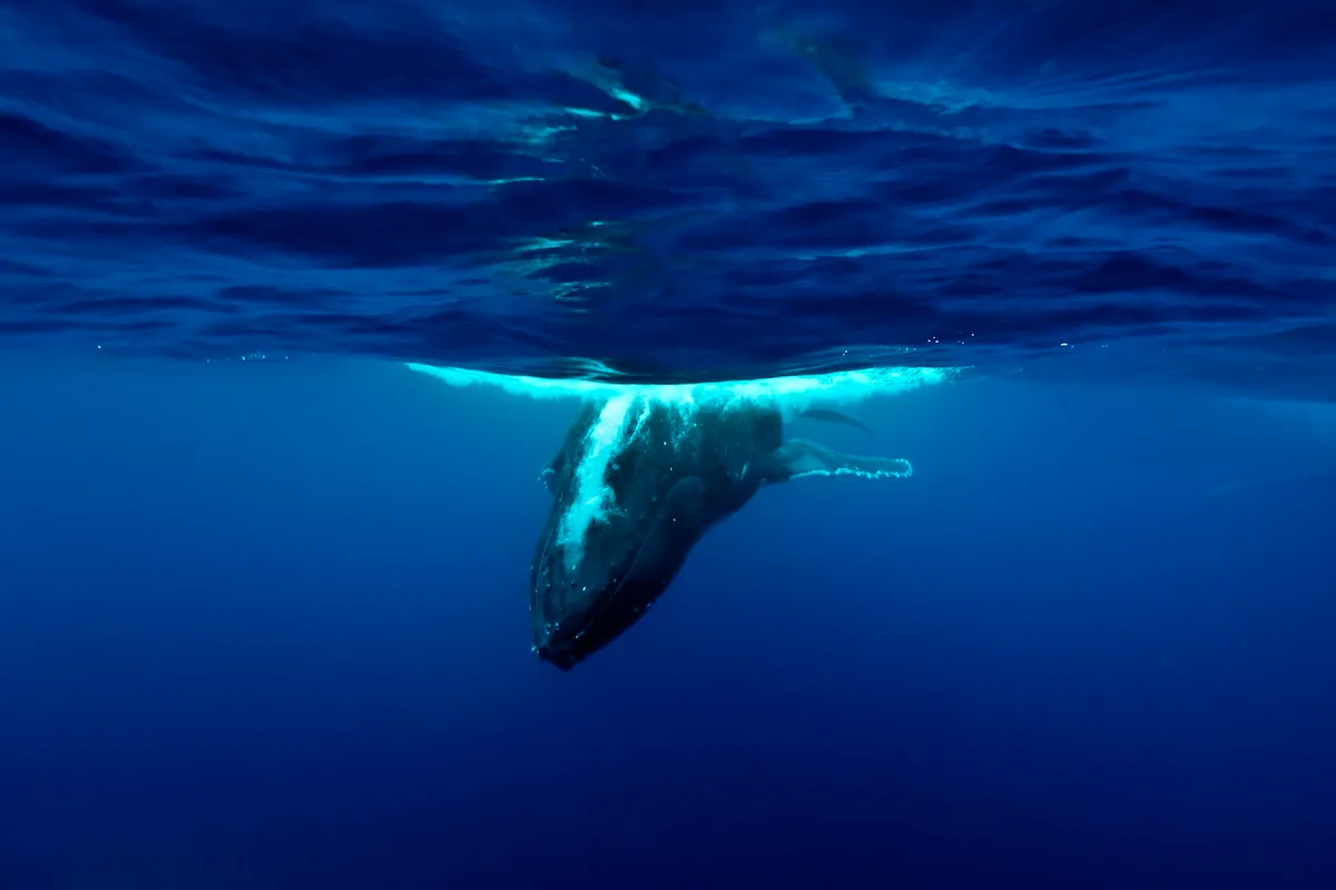 Whale Knocks Into Boat, Opens Door With Its Massive Rostrum