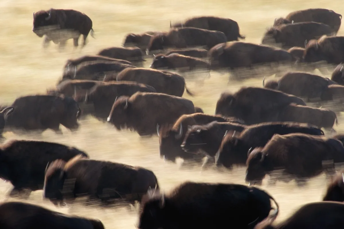 WATCH: Epic Bison Stampede in Grand Teton National Park