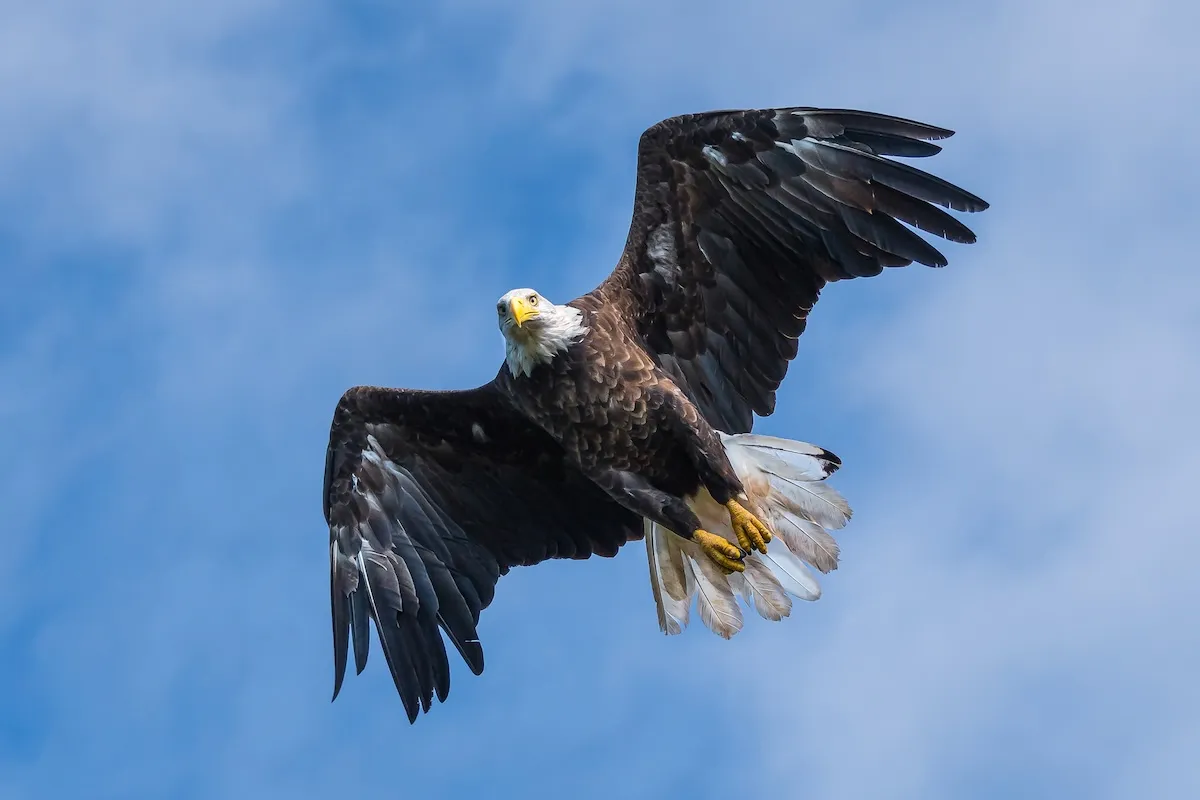 Officials Release Cause of Jackie the Famous Bald Eagle’s Death