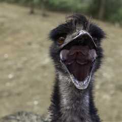 ‘Unique Situation’: Loose Emu Disrupts Traffic in Central California