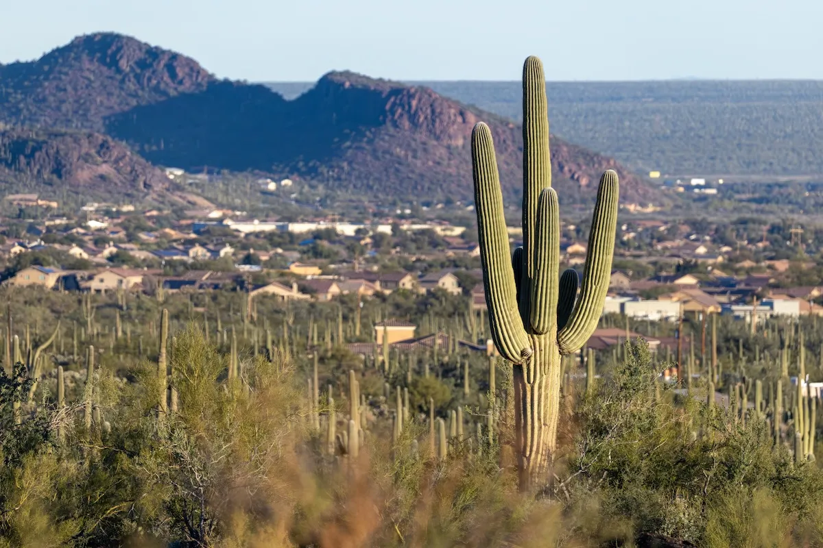 NEWS: Cactus Falls on Hiker’s Head in Arizona
