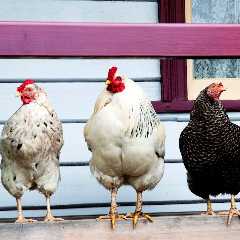WATCH: Adventurous Chickens Slide Down Porch Railing