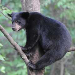 Man Plays Heavy-Metal Music to Scare Bears out of His Yard