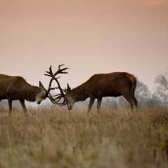Caught on Trail Cam: Buck Tosses Rival Into the Air Like a Ragdoll