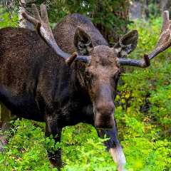 Man and Dog Have Close Call With Angry Moose in Sweden