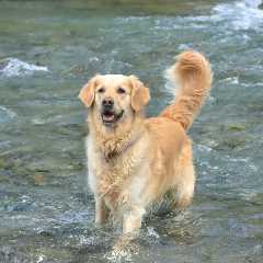 Happy Dog Runs Through River to Say ‘Hi’ to Kayakers (Video)