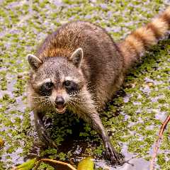 ‘Snack Standoff’: Raccoon Defends Its Food Stash Against Deer