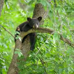 Bear Cubs Take ‘Midday Siesta’ in a Tree in Jackson Hole (Video)
