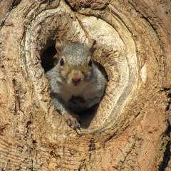 WATCH: Bad*ss Squirrel Snatches Snake out of Its Home