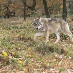 Jogger Has Terrifying Encounter With Wolves in Denmark (Video)