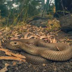 One of the Deadliest Snakes in the World Is Hiding in This Photo