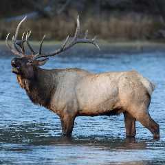 Sound on: Massive Bull Elk Bugles at Bystanders