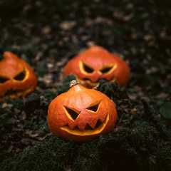 Wildlife Photographer Captures Halloween Scenes on Trail Cam