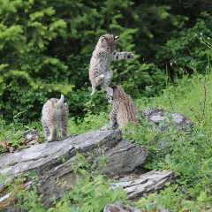 Bobcats Wrestle and Play in Adorable Video From Oregon (Video)