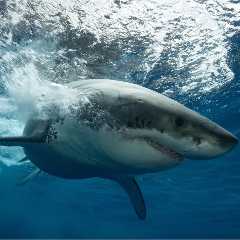 Kayak Fisherman Has Close Encounter With Great White Shark
