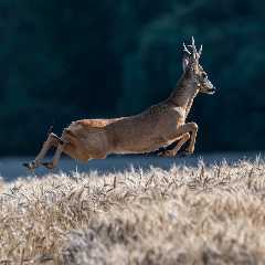 Caught on Body Cam: Deer Comes Crashing Through Window