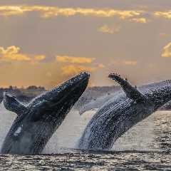 Breaching Whales Put on Breathtaking Display in Juneau (Video)