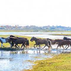 WATCH: Horses Chase Fox Through Pond in Europe