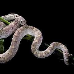 WATCH: Massive Pine Snake Expertly Climbs Tree in New Jersey
