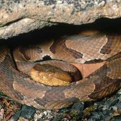 Hikers Find Themselves Surrounded . . . by Snakes (Video)
